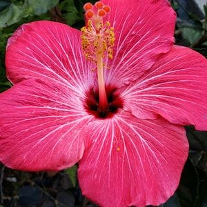 Meet your Posher, Tami